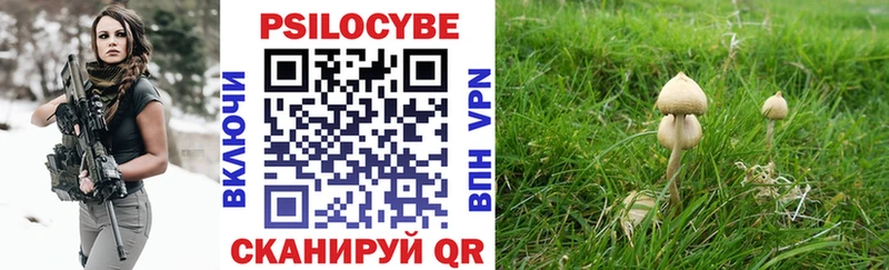 купить  сайты  Углич  Галлюциногенные грибы Psilocybe 